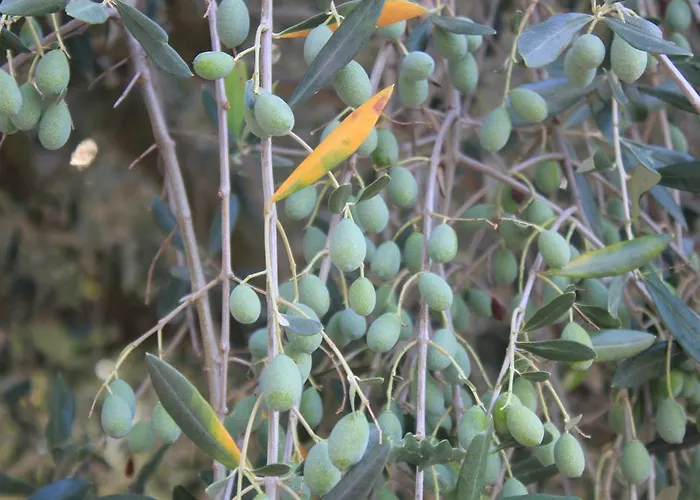 La Grola San Martino Buon Albergo