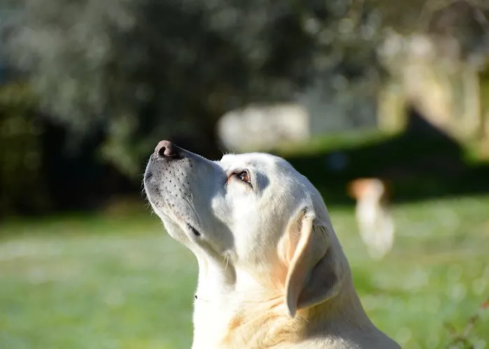 La Grola Bed and Breakfast