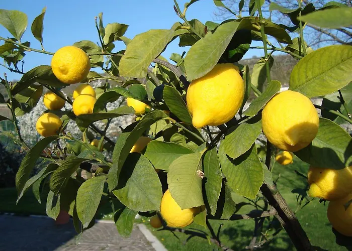 La Grola